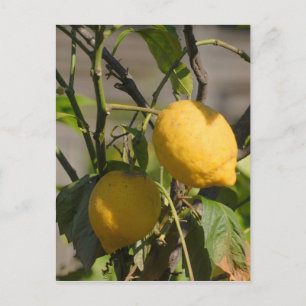 Spanische Lemon Graphics Postkarte