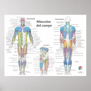 Spanische Muskelanatomie-Chart Poster