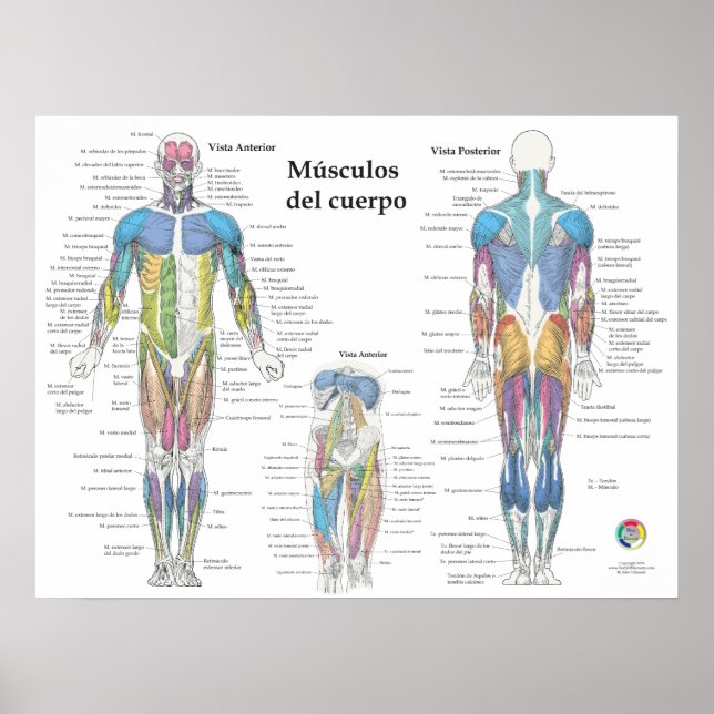 Spanische Muskelanatomie-Chart Poster (Vorne)