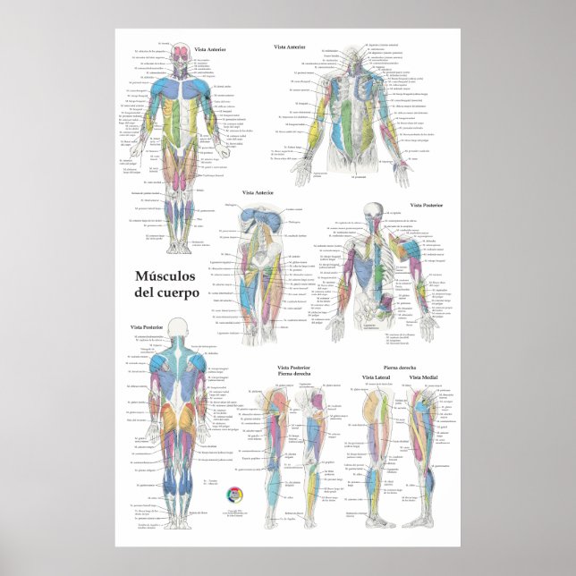 Spanische Muskelanatomie-Tabelle Poster (Vorne)
