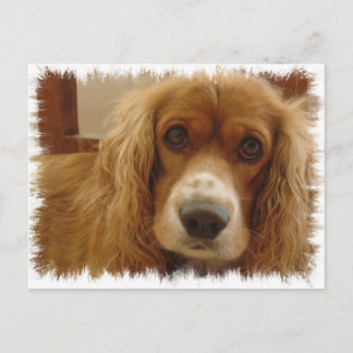 Spanische Rasse Postcard Postkarte