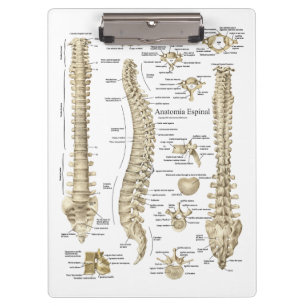 Spanische spinale Anatomie behandelt Office Klemmbrett