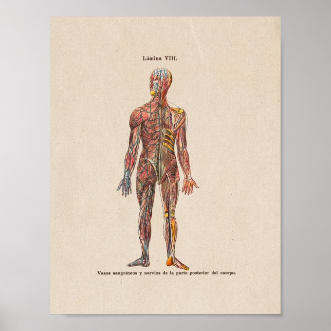 Spanische Vintage Anatomie DruckNervensystem Poster (Vorne)