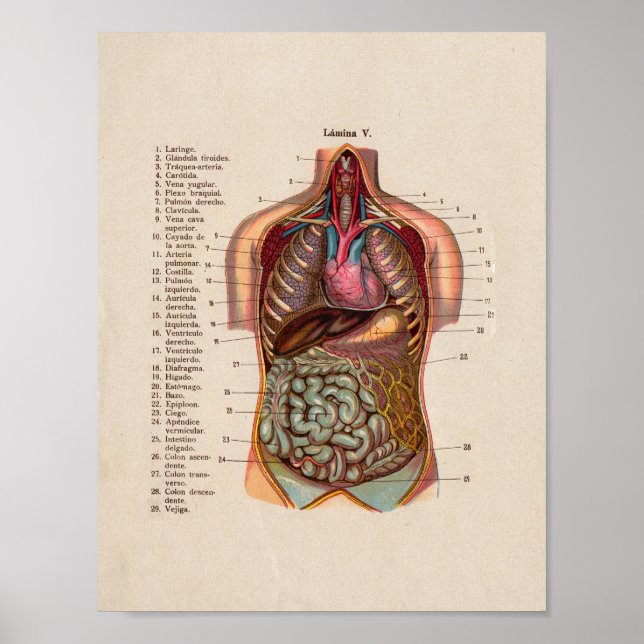 Spanische Vintage Anatomie Druckorgane Herz Poster (Vorne)