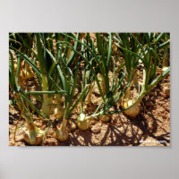 Spanische Zwiebeln bei der Ernte