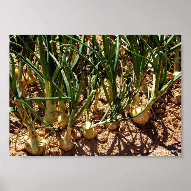 Spanische Zwiebeln bei der Ernte Poster (Vorne)