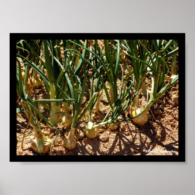 Spanische Zwiebeln bei der Ernte Poster (Vorne)