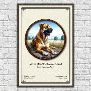 Spanischer Bulldogge (Alano Español) Zoologie-Seri Poster