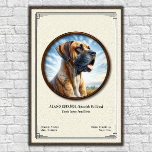 Spanischer Bulldogge (Alano Español) Zoologie-Seri Poster