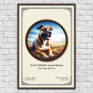 Spanischer Bulldogge (Alano Español) Zoologie-Seri Poster