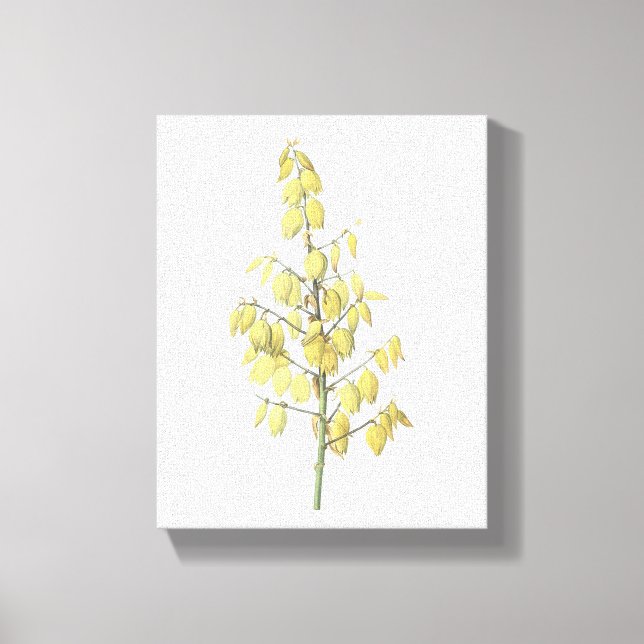 Spanischer Dagger (Yucca gloriosa) von Redouté Leinwanddruck (Vorderseite)
