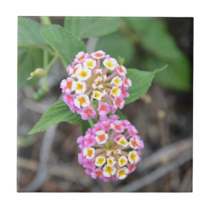 Spanischer FlaggeLantana Camara Fliese