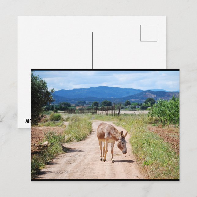 Spanischer Maulesel auf Landstraße Postkarte (Vorne/Hinten)