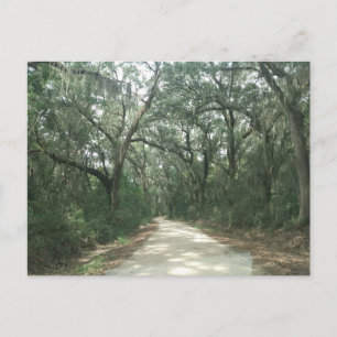 Spanischer Moss, Georgetown Landkreis, SC Postkarte