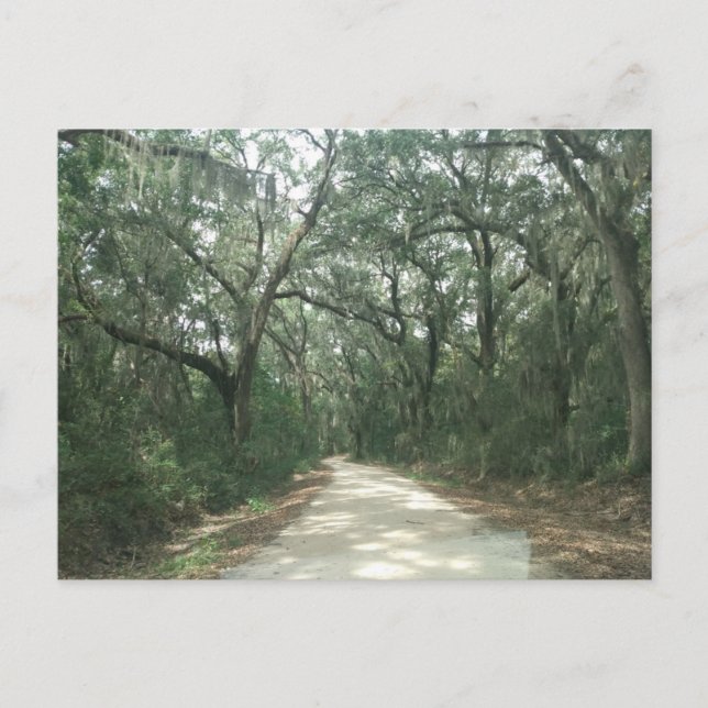 Spanischer Moss, Georgetown Landkreis, SC Postkarte (Vorderseite)