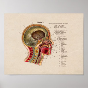 Spanischer Vintager Anatomie-Druck-Schädel-Dorn Poster