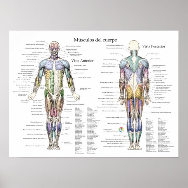 Spanisches Menschenmuskelanatomisches Poster (Vorne)