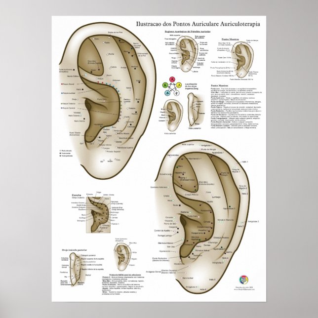 Spanisches Ohr-Akupunktur-Diagramm Poster (Vorne)
