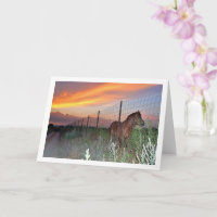 Spanisches Pferd bei Sonnenuntergang