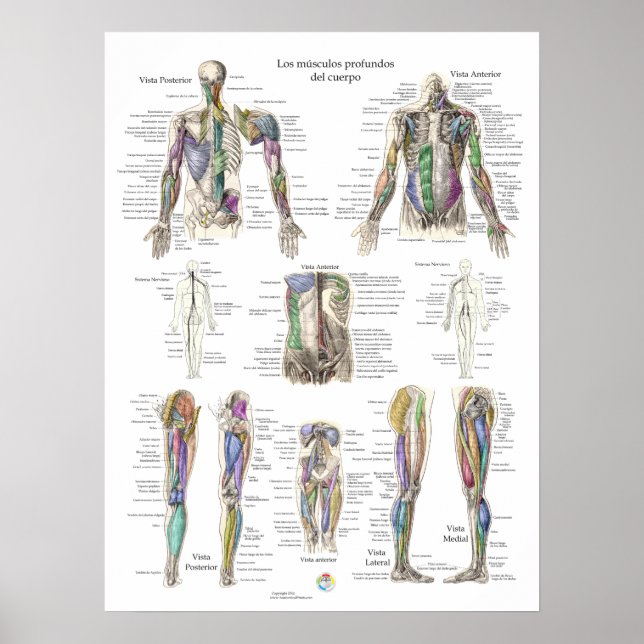 Spanisches Poster zur Anatomie des menschlichen Ti (Vorne)