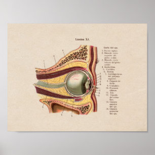 Spanisches Vintages Anatomie-Auge Poster