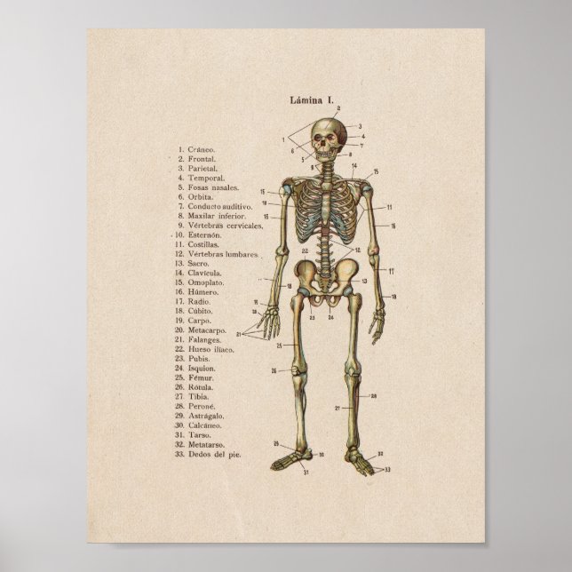 Spanisches Vintages Anatomie Druckskelett Poster (Vorne)