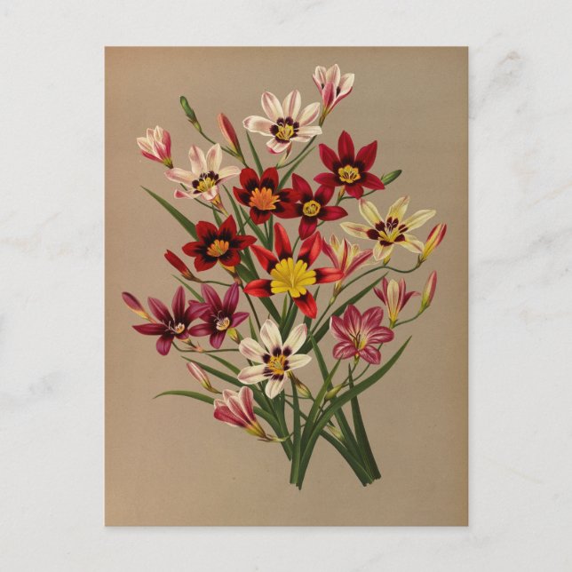 Sparaxis Tricolor Varr von Arentina Arendsen Postkarte (Vorderseite)