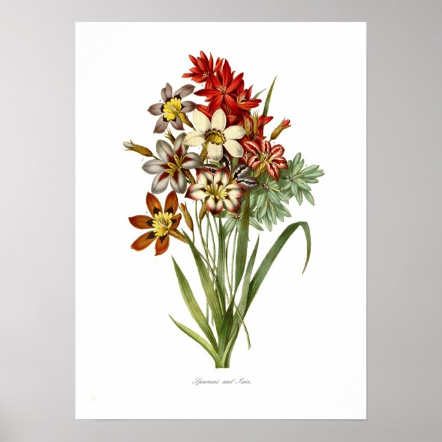 Sparaxis und Ixia spp. Poster (Vorne)