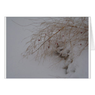 Spargel, der geht zu säen