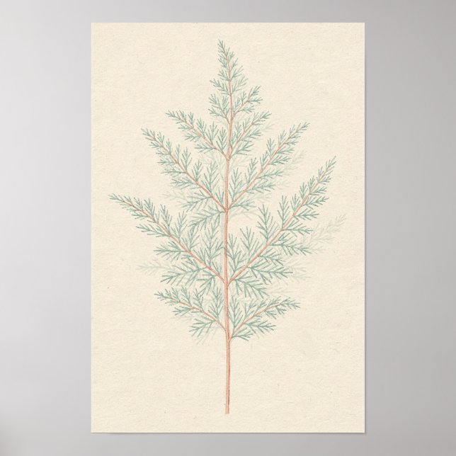 Spargel-Farn-Botanik-Studienposter Poster (Vorne)