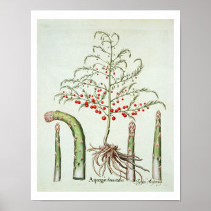 Spargel in Blume und Obst aus dem "Ho Poster