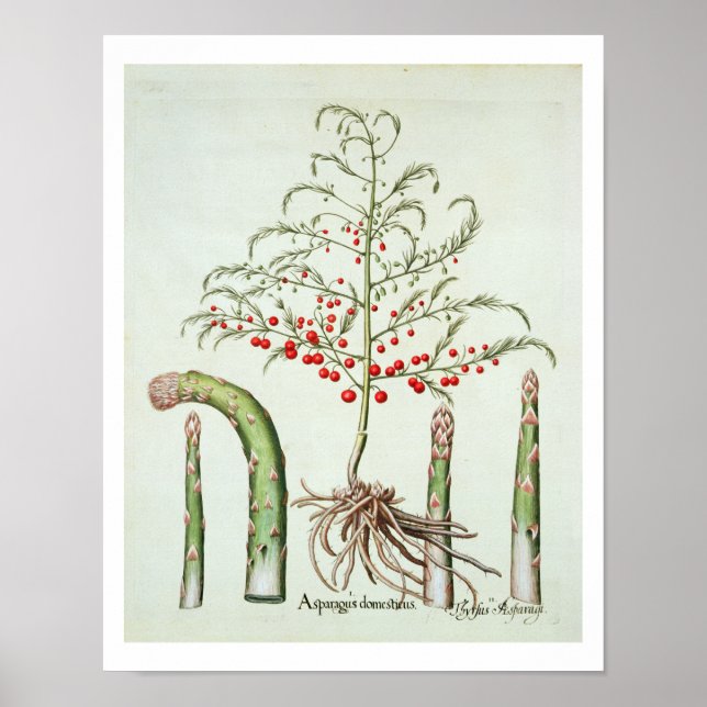 Spargel in Blume und Obst aus dem "Ho Poster (Vorne)