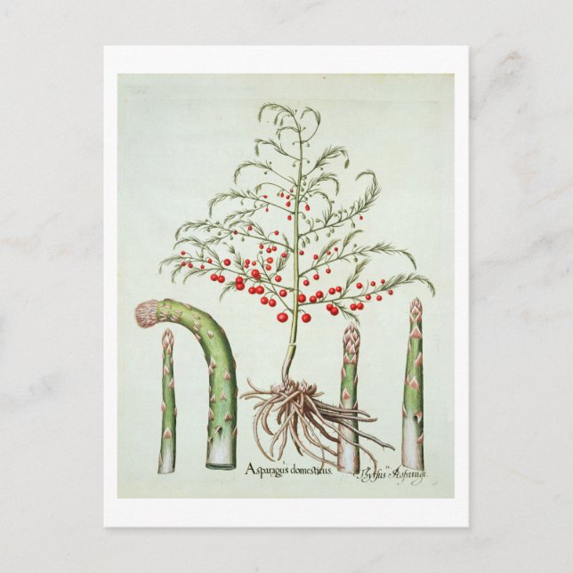 Spargel in Blume und Obst aus dem "Ho Postkarte (Vorderseite)