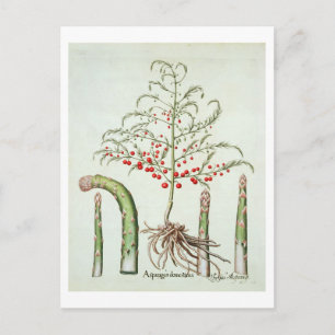 Spargel in Blume und Obst aus dem "Ho Postkarte