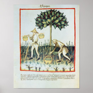Spargel Pickers, 13. Jahrhundert Poster