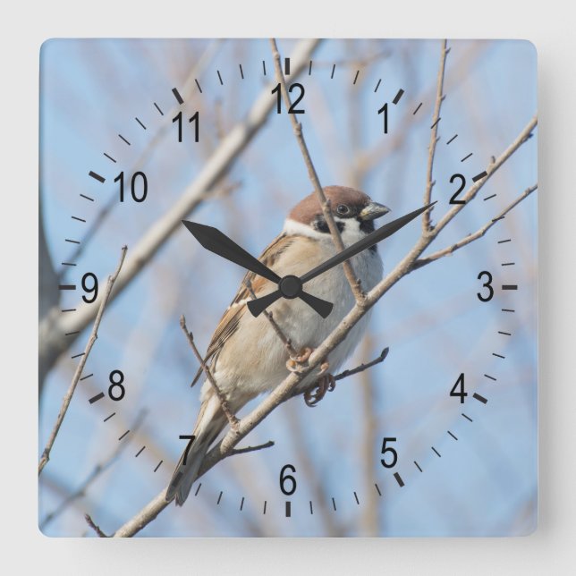 Spargel Quadratische Wanduhr (Vorderseite)