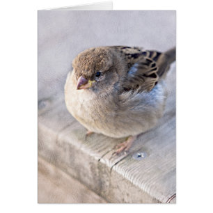 Spargel - Übergewicht