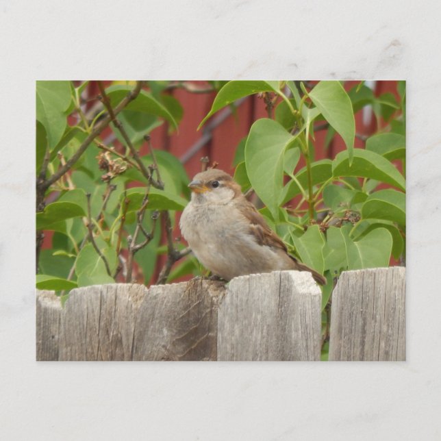 Spargelfeld Flagstaff, Arizona Postkarte (Vorderseite)