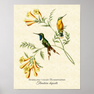 Sparkling Tail Hummingbird Art Print Poster