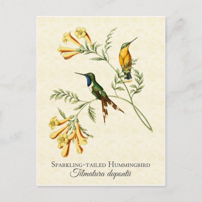 Sparkling Tail Hummingbird Vintag Art Postkarte (Vorderseite)
