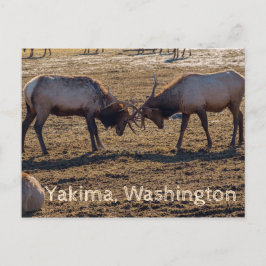 Sparring Elk Yakima Washington USA Postkarte