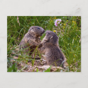 Sparring Partner Postcard Postkarte