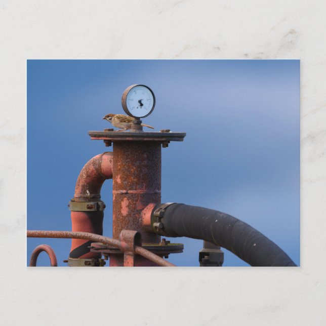 Sparrow auf einer roten Postkarte (Vorderseite)