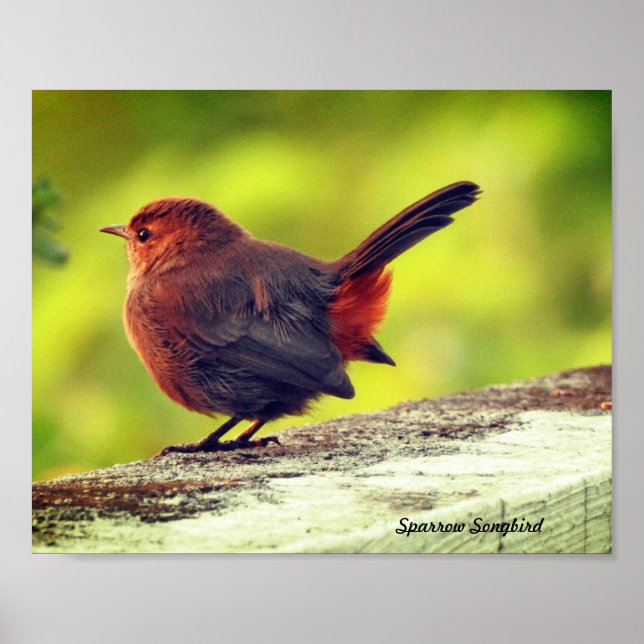 Sparrow Bird Perched Poster (Vorne)