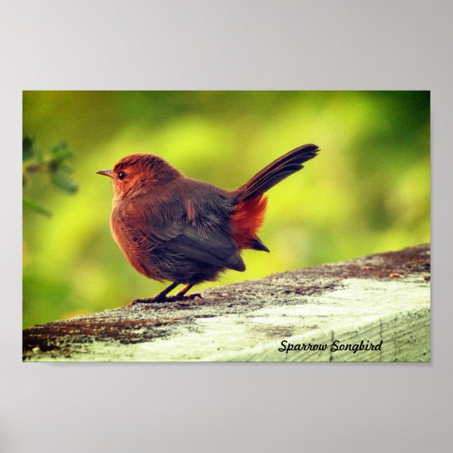 Sparrow Bird Perched Poster (Vorne)