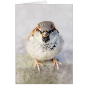 Sparrow - Der Krieger