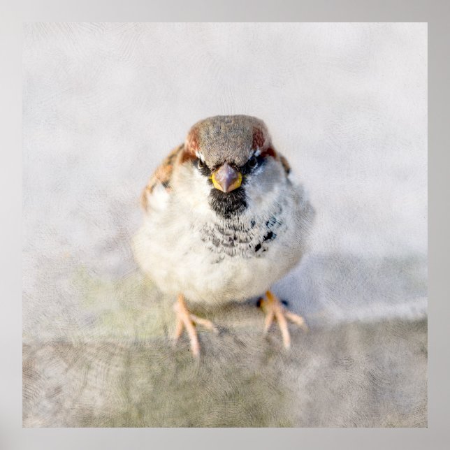 Sparrow - Der Krieger Poster (Vorne)