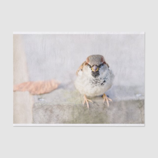 Sparrow - Der Krieger Seidenpapier (Vorderseite)