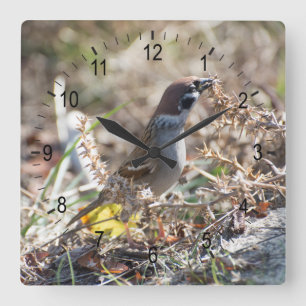 Sparrow eating wild seeds quadratische wanduhr