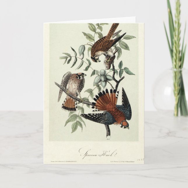 Sparrow-Falken Feiertagskarte (Vorderseite)